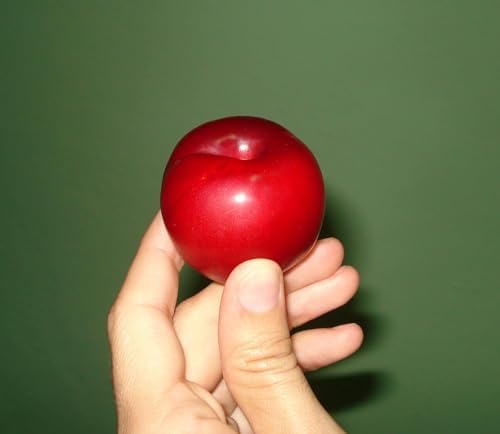 Red June Plum - Live Fruit Tree Shipped 1 to 2 Feet Tall by DAS Farms - Image 3