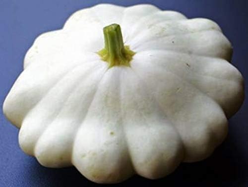 Seeds Vegetable White Patty Pan Squash Scallop Zucchini - 30 Seeds - Image 7