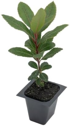 1 Arbutus Unedo Live Strawberry Tree Plant – Sweet Resilient Beauty, Thriving in 2.5" Nursery Cube - Image 6
