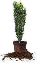 Perfect Plants Sky Pencil Holly Live Plant, 2-3', Includes Care Guide by PerfectPlantsNursery