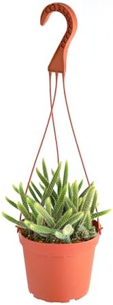 Shop Succulents Rat Tail Rare Cactus, Aporocactus flagelliformis, Fully Rooted Live 6" Cactus Plant with Hanger, Low Maintenance Indoor Plant, Hardy Cactus, Gift & Garden by ShopSucculents