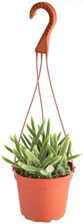Shop Succulents Rat Tail Rare Cactus, Aporocactus flagelliformis, Fully Rooted Live 6" Cactus Plant with Hanger, Low Maintenance Indoor Plant, Hardy Cactus, Gift & Garden by ShopSucculents