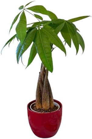 Money Tree Live Plant | 14-22 Inches Tall Bonsai | Easy to Grow Indoor Houseplant | Home, Office, or Room Decor | Birthday, Housewarming Gift (Red) - Image 3