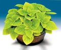 Park Seed Grow Your Own Coleus Seeds, Giant Exhibition Limelight with Large Chartreuse Foliage for Shade Gardens and Containers, Pack of 100 by ParkSeed