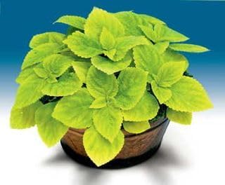 Park Seed Grow Your Own Coleus Seeds, Giant Exhibition Limelight with Large Chartreuse Foliage for Shade Gardens and Containers, Pack of 100 by ParkSeed