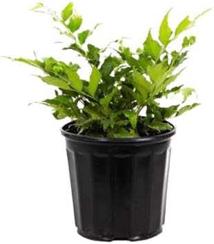 American Plant Exchange Holly Fern – 6-Inch Pot – Live Easy Care Shade-Loving Plant, Versatile Green Foliage for Home, Garden, Landscape, or Patio Decor by AmericanPlantExchange