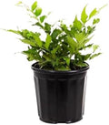 American Plant Exchange Holly Fern – 6-Inch Pot – Live Easy Care Shade-Loving Plant, Versatile Green Foliage for Home, Garden, Landscape, or Patio Decor by AmericanPlantExchange