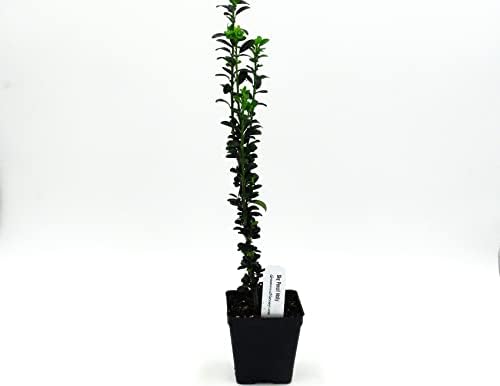 Greenwood Nursery: Live Trees - Sky Pencil Japanese Holly Tree + Ilex Crenata - [Qty: 5X 2.5 Pots] - (Click for Other Available Plants/Quantities) - Image 3