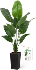 Aveyas 6ft Artificial Bird of Paradise Tree for Home Decor, 6 ft Faux Floor Plant Fake Silk Banana Leaf Tropical Trees with Pot for Indoor Outdoor House Living Room (6 feet Tall Including Raised Pot) by Aveyas