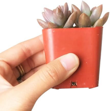 Graptosedum California Sunset - Colorful 2 inch Succulents - Live Mini Succulent Plants Fully Rooted, Easy Care Indoor and Outdoor, Home and Garden Decor, Wedding Party Favor - Image 3