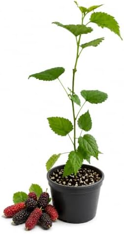 3 Red Mulberry Trees 12-24" in 3.5in Pot Live Plants Morus rubra (3 Pack) - Image 2
