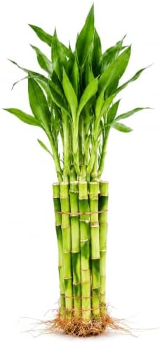 Lucky Bamboo Live Plant - 10 Straight Stalks Indoor Houseplant Set by NYCitySucculents