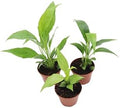 3 Spath Peace Lily Set (Dark Green, Domino, Platinum Mist) - 2.5'' pots from California Tropicals by CaliforniaTropicals