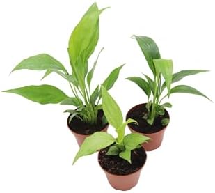 3 Spath Peace Lily Set (Dark Green, Domino, Platinum Mist) - 2.5'' pots from California Tropicals by CaliforniaTropicals