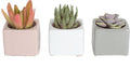 Costa Farms Mini Succulents, Live Indoor Plant, Easy Care, Home Decor by Unknown