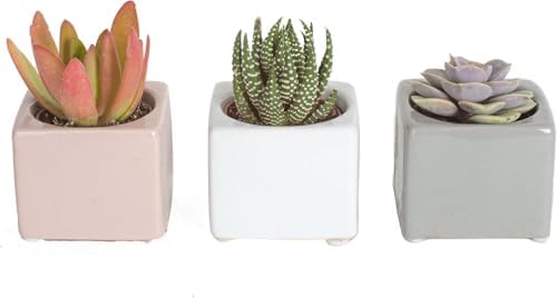Costa Farms Mini Succulents, Live Indoor Plant, Easy Care, Home Decor by Unknown