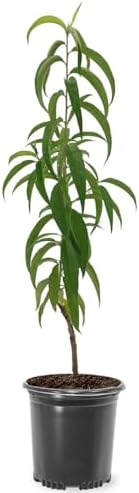 Carolina Gold Peach Tree, 1 gal Nursery Pot by Unknown