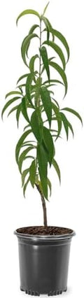 Carolina Gold Peach Tree, 1 gal Nursery Pot by Unknown
