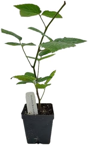 Greenwood Nursery: Live Berry Fruit Plants - Ouachita BlackBerry from Tissue Culture - [Qty: 1x 3.5 Pot] - (Click for Other Available Plants/Quantities) by GreenwoodNursery