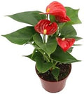 California Tropicals Anthurium Red - Live House Plants Indoor, 4 Inch Pot for Easy Care, Perfect for Office, Home & Flamingo Decor, Real Plant, Plant Gift, Flowering Plants, Sympathy Flowers by CaliforniaTropicals
