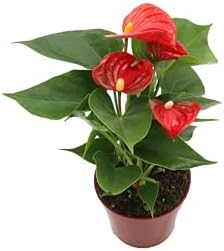 California Tropicals Anthurium Red - Live House Plants Indoor, 4 Inch Pot for Easy Care, Perfect for Office, Home & Flamingo Decor, Real Plant, Plant Gift, Flowering Plants, Sympathy Flowers by CaliforniaTropicals