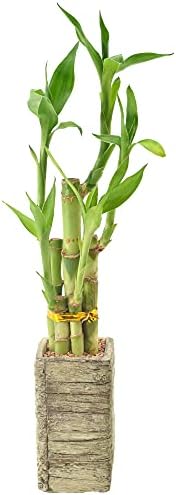 Arcadia Garden Products LV24 5-Stem Lucky Bamboo, Live Indoor Plant in Aged Wood Planter for Home, Work, or Gift, Medium ***Cannot Ship to Hawaii*** - Image 3