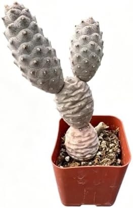Live Pine Cone Cactus Plant, 2" Tephrocactus articulatus VAR. inermis Cacti by VerdantVigor