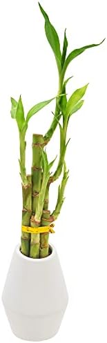 Arcadia Garden Products 5-Stem Lucky Bamboo, Live Indoor Plant in Dimension II Ceramic Planter for Home, Work, or Gift, White. ***Cannot Ship to Hawaii*** by Unknown