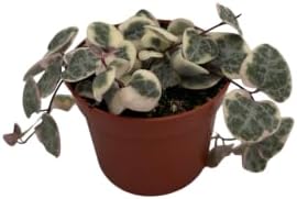 String of Hearts - Hearts Entangled -Ceropegia woodii-2.5" Pot-Collector' Series - Image 3