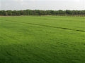 Bermuda Grass Seed Coated/Hulled - 50 Lb. by SeedRanch