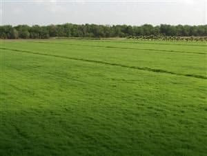 Bermuda Grass Seed Coated/Hulled - 50 Lb. by SeedRanch