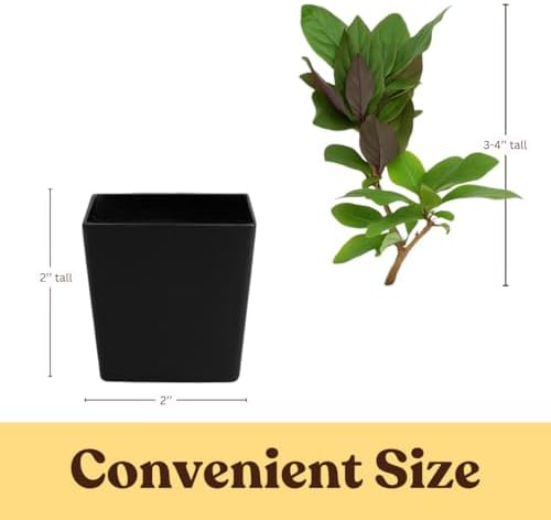 Purple Honeysuckle Plant Live, Fragrant Lonicera Japonica, 2in Pot, 2-Pack - Image 4
