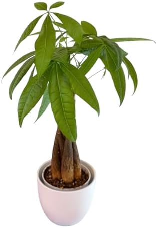 Money Tree Live Plant | 14-22 Inches Tall Bonsai | Easy to Grow Indoor Houseplant | Home, Office, or Room Decor | Birthday, Housewarming Gift (White) - Image 2