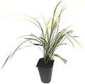 Aztec Grass - 3 Live Plants - Variegated Liriope Ophiopogon Intermedius Argenteomarginatus Evergreen Ground Cover by FloridaFoliage