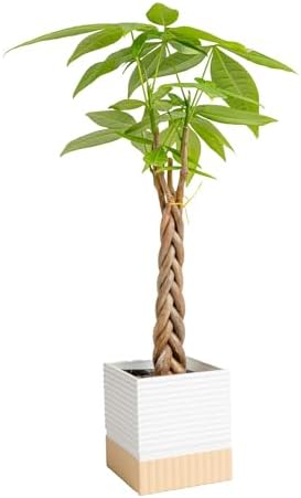 Costa Farms Money Tree, Live Indoor Plant, Braided Trunk, Easy Care by Unknown
