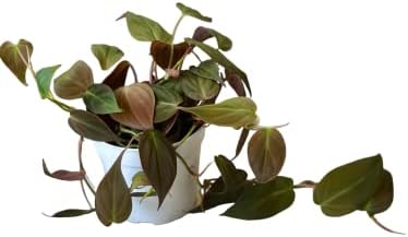Philodendron Live Plant, Air Purifying, Easy Care, Easy to Grow, Rare Variety, Live Indoor Plant, 4 inch Pot (Philodendron Micans) - Image 2