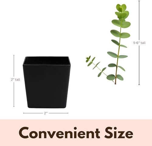 Spiral Gray Eucalyptus Bonsai Tree, Baby Blue EucalyptusPlant 2 Inch Pot (3) - Image 7