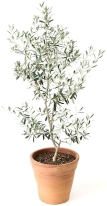 Live Arbequina Olive Tree 1 Gallon Pot Dwarf Fruit Tree for Indoor Outdoor Growing Cold Hardy Self Fertile Container Friendly Zones 7 to 11 - Image 5