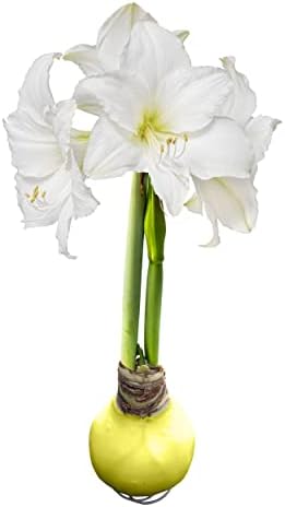 Waxed Amaryllis Bulb - Yellow Wax, White Blooms - Easy Care - No Watering Needed! Beautiful Spring Décor by TheThreeCompany