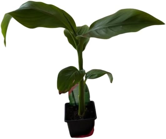 2 Basjoo Banana Tree Live Plants Cold Hardy Banana Plant Flowering Bananas Shurb Hardy Bananas Ornamental Plants 4-7 Inch Tall - Image 2