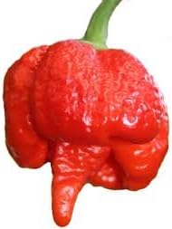 SVI 25 Trinidad Scorpion Moruga Pepper Seeds (Capsicum Chinense) - Moruga Scorpion Seed Packets, Superhot Pepper, Non GMO Heirloom Seed - Vegetable Seeds for Outdoor Vegetable Garden, Containers - Image 5