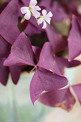 12PCS Purple Shamrocks Bulbs Good Luck Plant Purple Oxalis Bulbs for Planting Grows Indoor or Outdoor Oxalis Triangularis Bulb The Novice - Image 4
