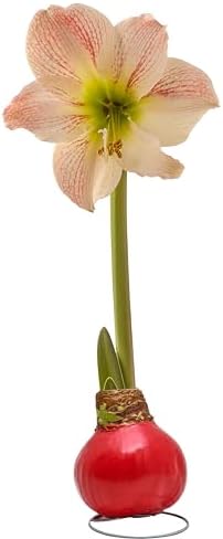 Bonnie Plants Red Waxed Cherry Blossom Amaryllis Bulb, Live Plant, Single Bulb by BonniePlants