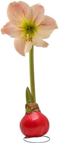 Bonnie Plants Red Waxed Cherry Blossom Amaryllis Bulb, Live Plant, Single Bulb by BonniePlants