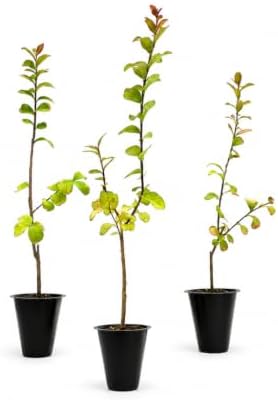Crape Myrtle Twilight | 30 Live Plants | Deep Purple Blooms, Premium Live Plant, Ornamental Garden Centerpiece for Stunning Seasonal Displays by FloridaFoliage