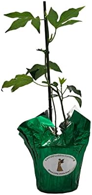 Incense - Passion Flower Vine - Passiflora Incarnata Hybrid - Live Buttefly Plant - Fragrant Purple Bloom - Emerald Goddess Gardens - Starter Sz 4 Inch Pot - Image 3