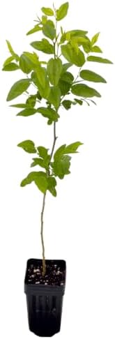 Jujube GA-866 Value Pack - 2 Plants - Edible Fruit Trees - Image 2