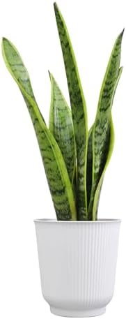Plants for Pets Live Snake Plant with Decorative White Pot, Sansevieria Trifasciata Laurentii Succulents, Fully Rooted Indoor Potted Plants, Mother in Law Tongue Succulent and Modern Planter - Image 7