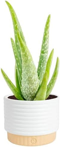 Costa Farms Aloe Vera Succulent, Live Indoor Plant, 7-in Tall by Unknown