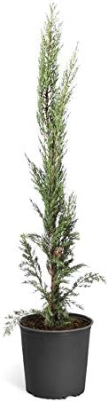 Brighter Blooms - Italian Cypress Tree, 6-7 Ft. by BrighterBlooms